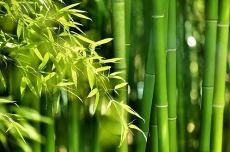 “以竹代木”，竹材能完全取代木材吗？